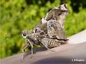 Falcate Skipper - Hodges#3920 - photo 5