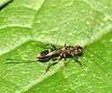 Spathius elegans - Spathius elegans