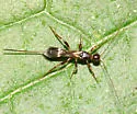 Spathius elegans - photo 2