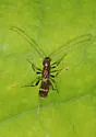 Spathius elegans - photo 3