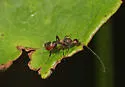 Spathius elegans - photo 4