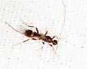 Spathius elegans - photo 5