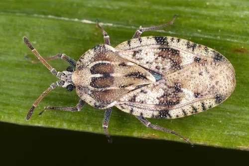 Spear Thistle Lacebug