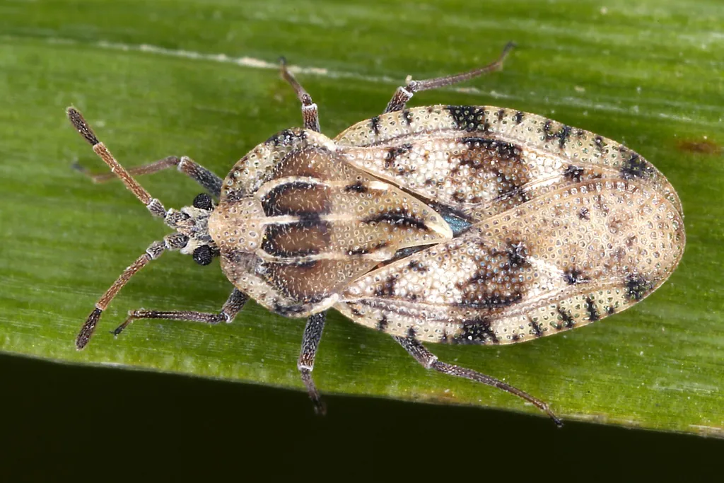 Spear Thistle Lacebug - photo 2