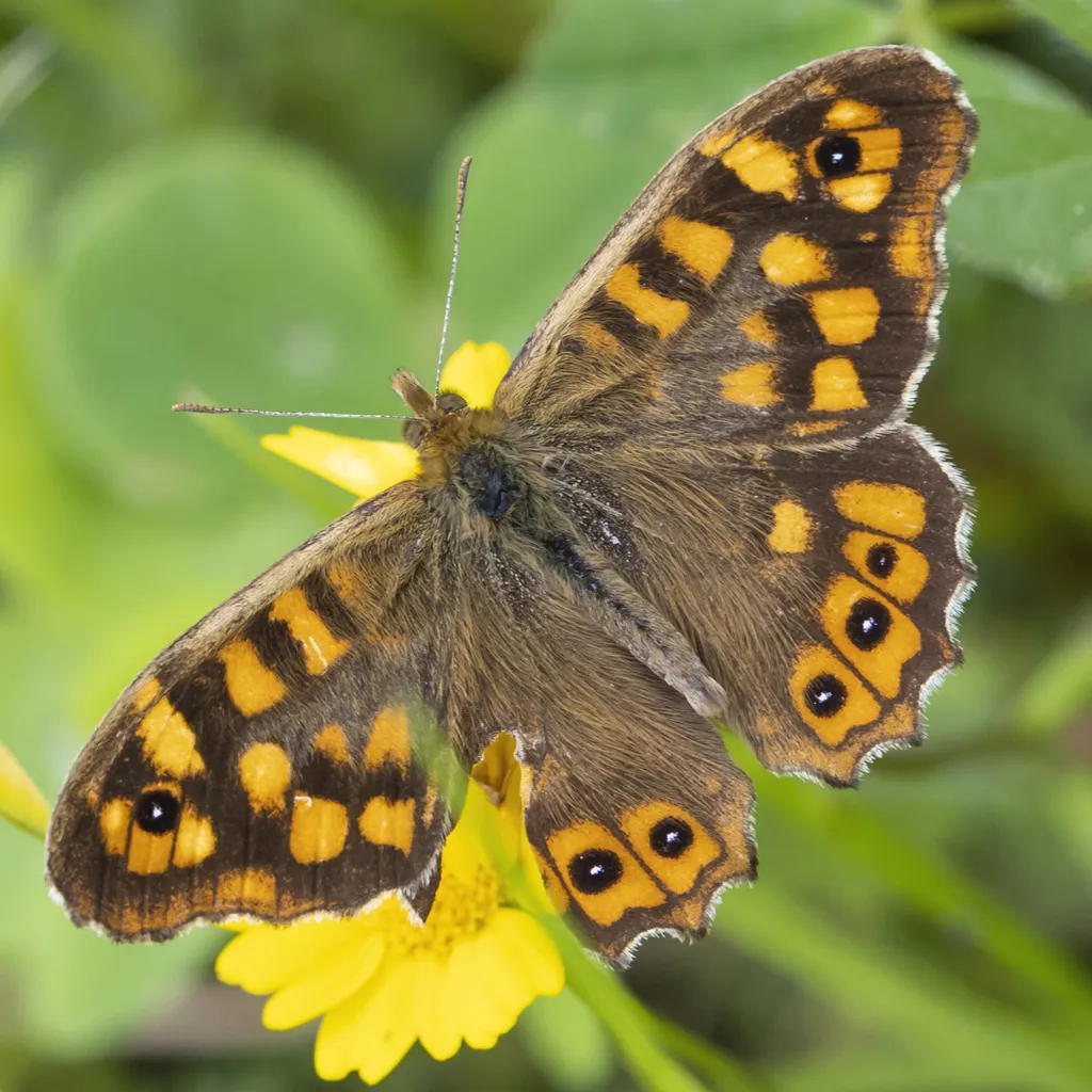 Speckled Wood - photo 2