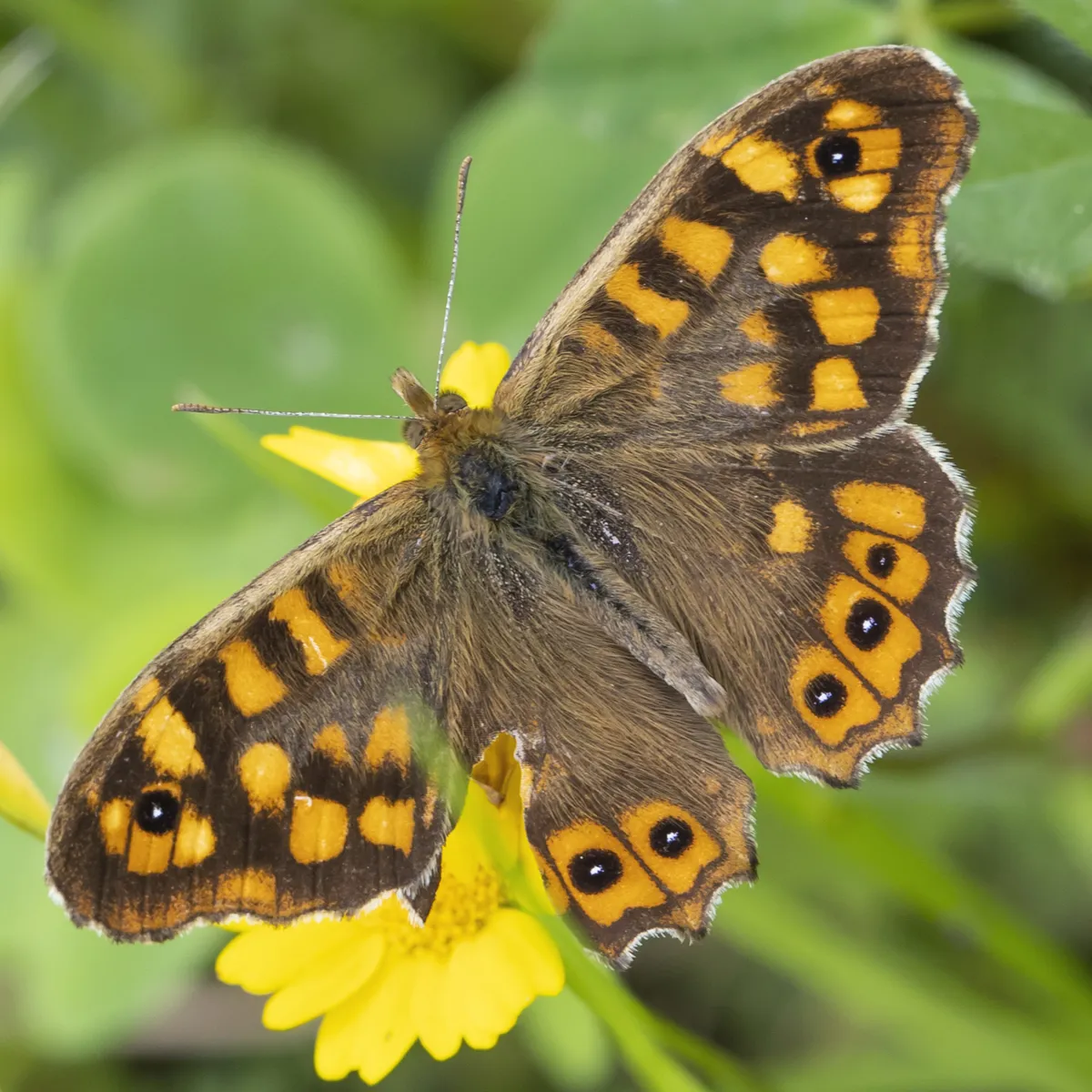 Speckled Wood - photo 3