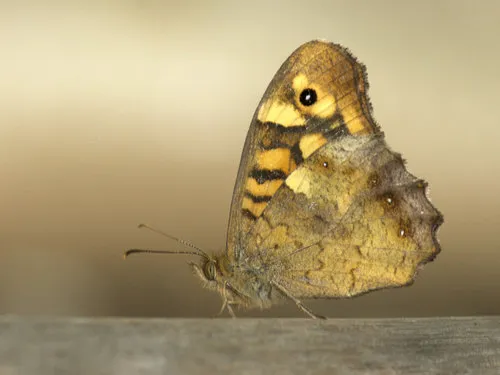 Speckled Wood - photo 4