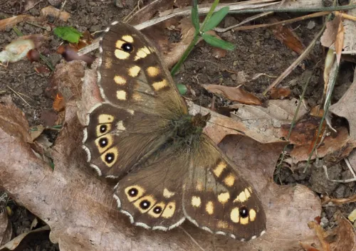 Speckled Wood - photo 5