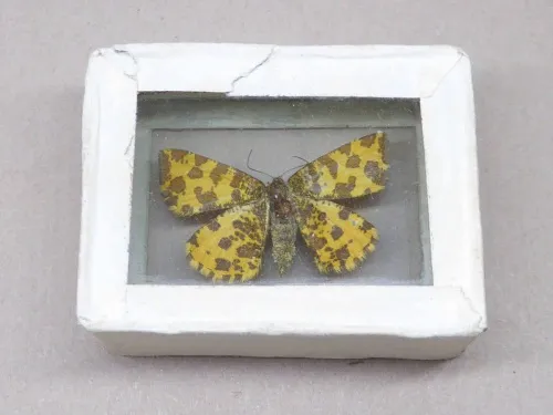 Speckled Yellow - Pseudopanthera macularia