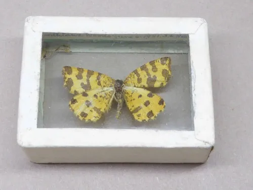 Speckled Yellow - photo 2