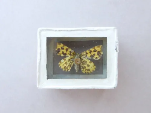 Speckled Yellow - photo 3