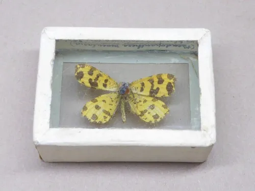 Speckled Yellow - photo 4