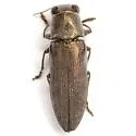 Spectralia cuprescens