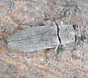 Spectralia cuprescens - photo 4