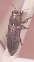 Spectralia cuprescens - photo 5