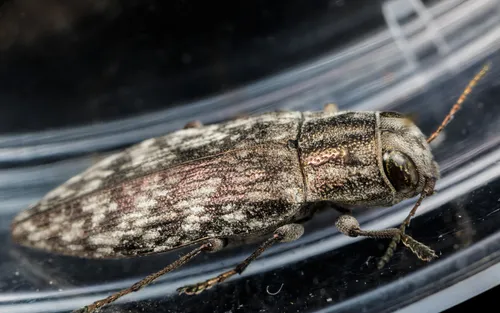 Spectralia gracilipes - photo 2