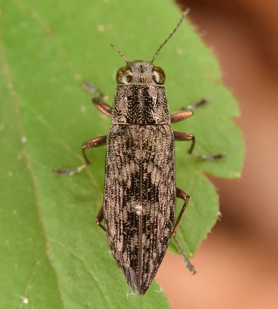 Spectralia gracilipes - photo 3