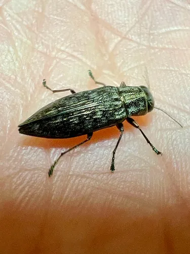 Spectralia gracilipes - photo 4