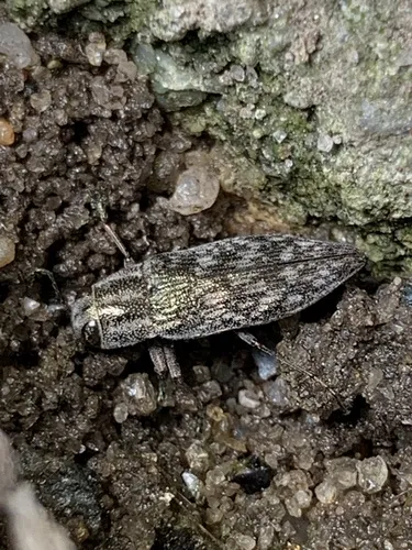 Spectralia gracilipes - photo 5