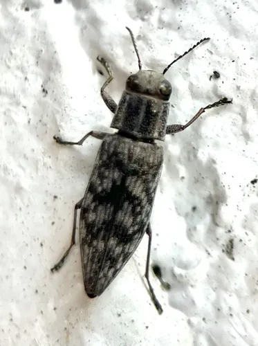 Spectralia gracilipes - photo 6