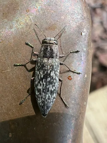 Spectralia gracilipes - photo 8