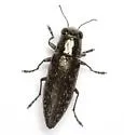 Spectralia prosternalis