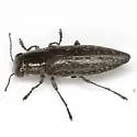 Spectralia prosternalis - photo 4