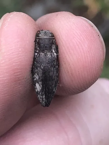 Spectralia roburella