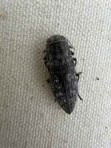 Spectralia roburella - photo 3