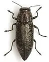 Spectralia robusta - Spectralia robusta