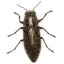 Spectralia robusta - photo 2