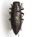 Spectralia robusta - photo 3