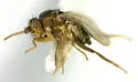 Spelobia bifrons