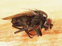 Spelobia maculipennis