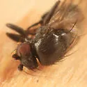 Spelobia maculipennis - photo 2