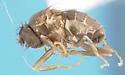 Spelobia typhlops