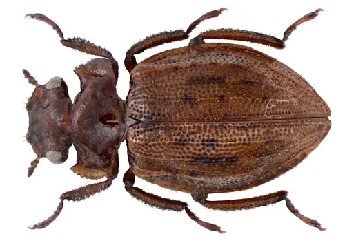 Spercheidae - Spercheidae