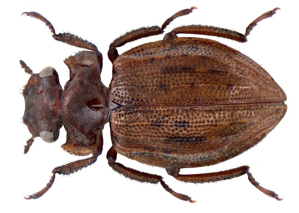 Spercheidae - photo 2