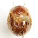 Sperchopsis tessellata - photo 2