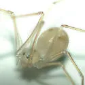 Shortbodied Cellar Spider