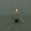 Shortbodied Cellar Spider - photo 2
