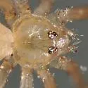 Shortbodied Cellar Spider - photo 3