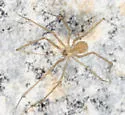 Shortbodied Cellar Spider - photo 4