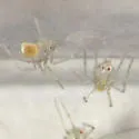 Shortbodied Cellar Spider - photo 5