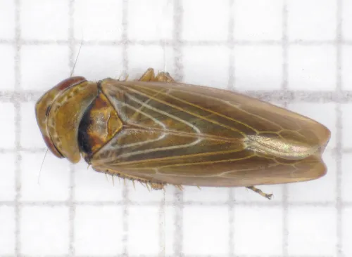 Speudotettix subfusculus - photo 2