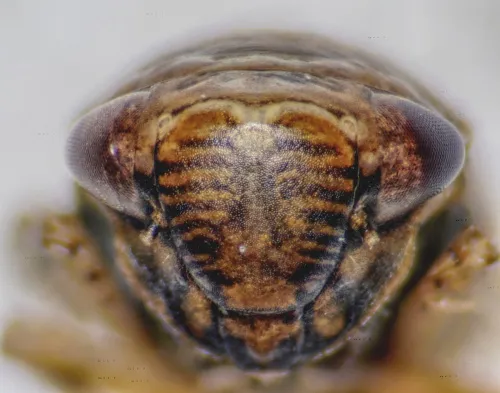Speudotettix subfusculus - photo 3