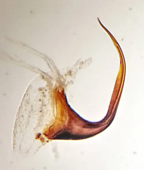 Speudotettix subfusculus - photo 5