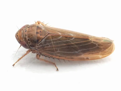 Speudotettix subfusculus - photo 6