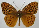 Adiaste Fritillary - Hodges#4458.1