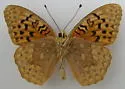 Adiaste Fritillary - Hodges#4458.1 - photo 2